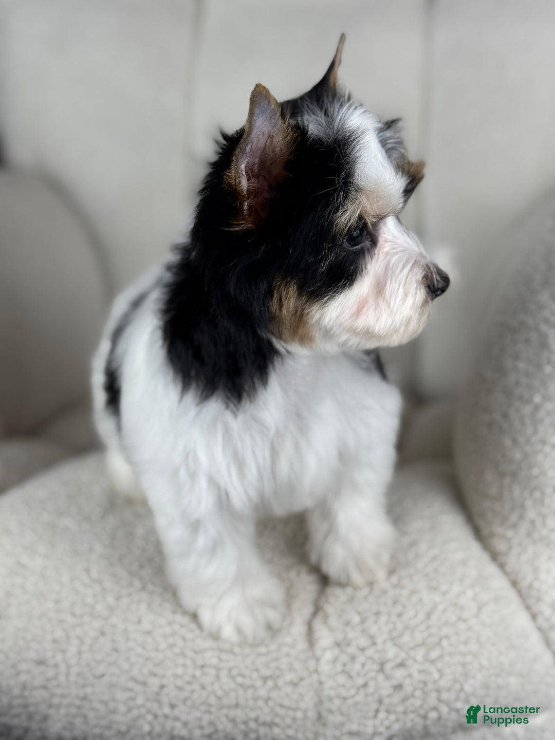 Yorkshire Terrier dogs for sale: Scout  - Ad 4