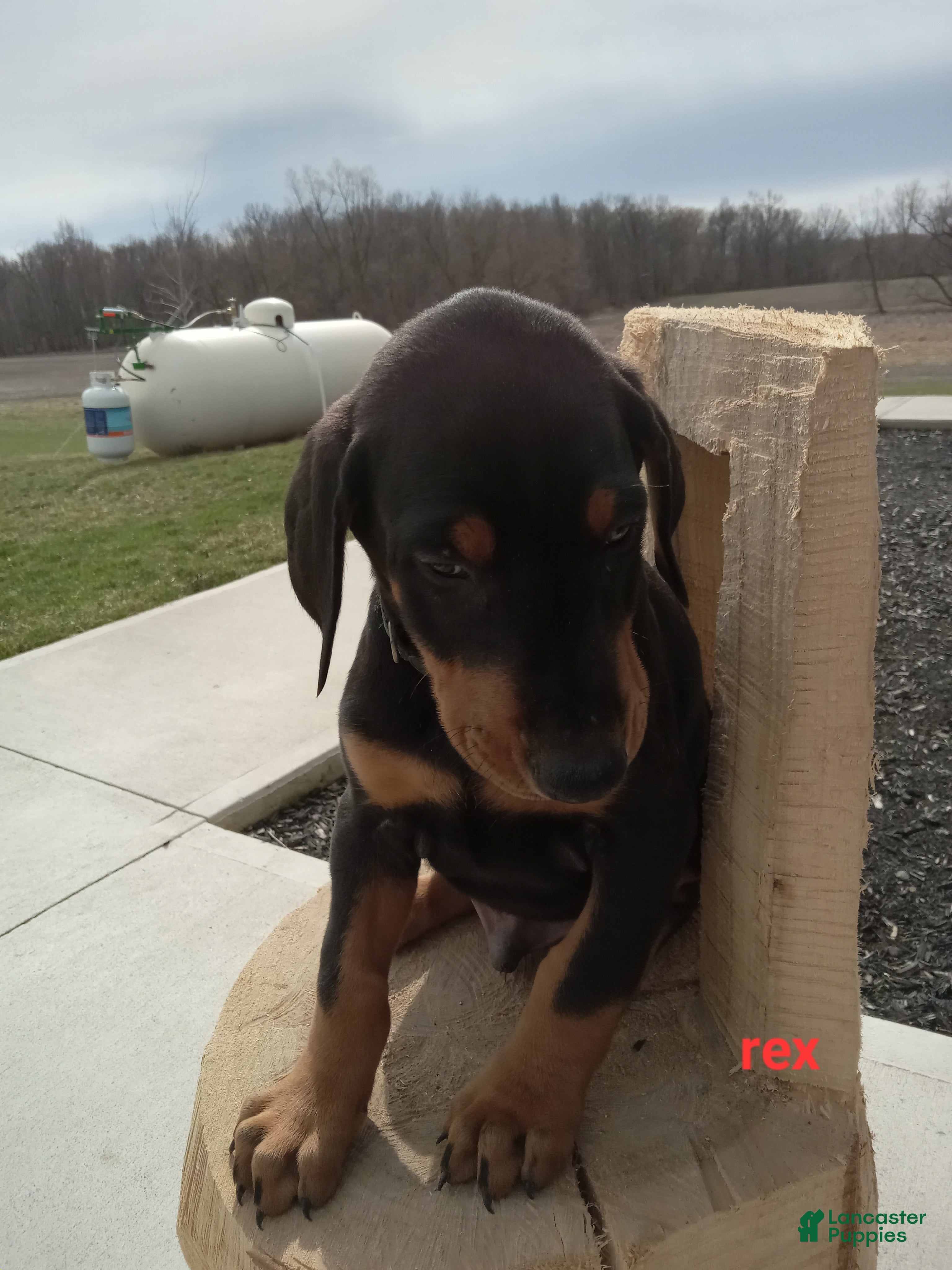 Doberman Pinscher dogs Rex - Ad 1