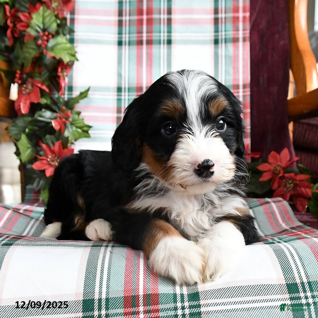Bernedoodle dogs for sale: Chelsea - Ad 2