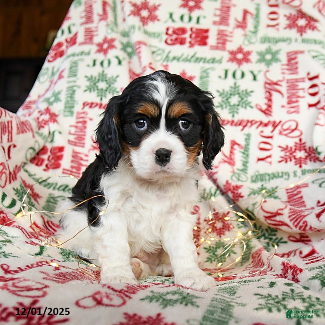 Cavalier King Charles Spaniel dogs for sale: Bear - Ad 3