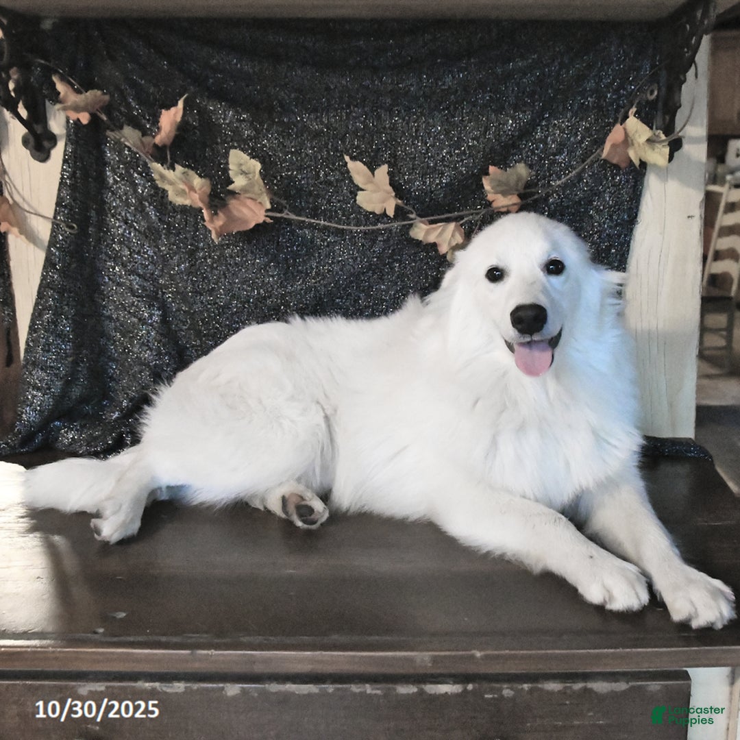 American Eskimo dogs for sale: Parker - Ad 3