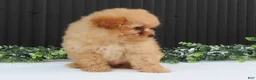 Pomeranian dogs for sale: Rusty 🐾 - Ad 5