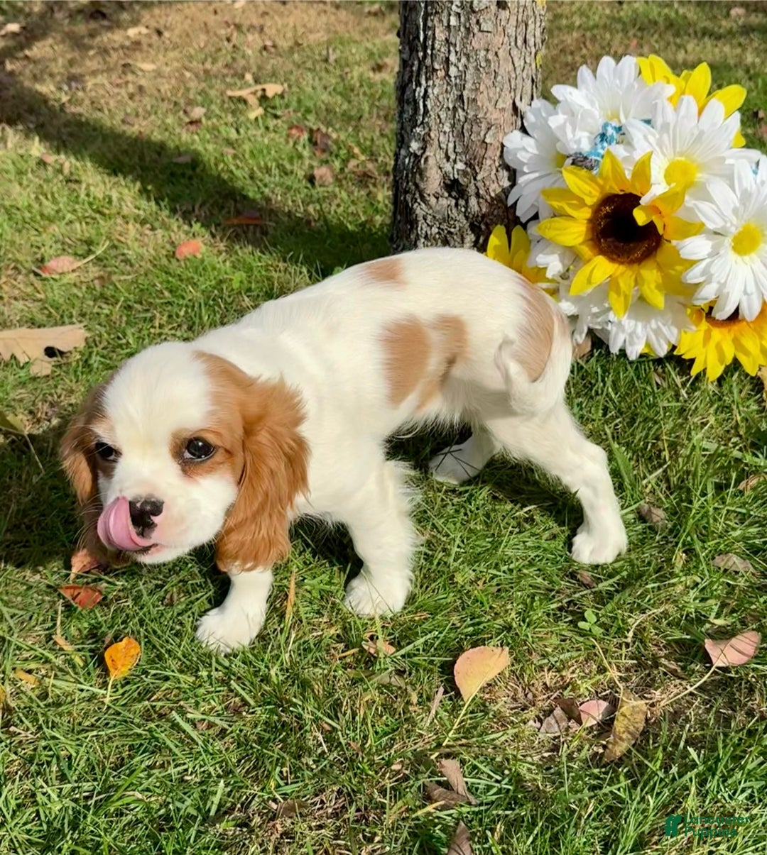 Cavalier King Charles Spaniel dogs for sale: Cavalier King Charles Spaniel Puppy 2 (Rocky) - Ad 7
