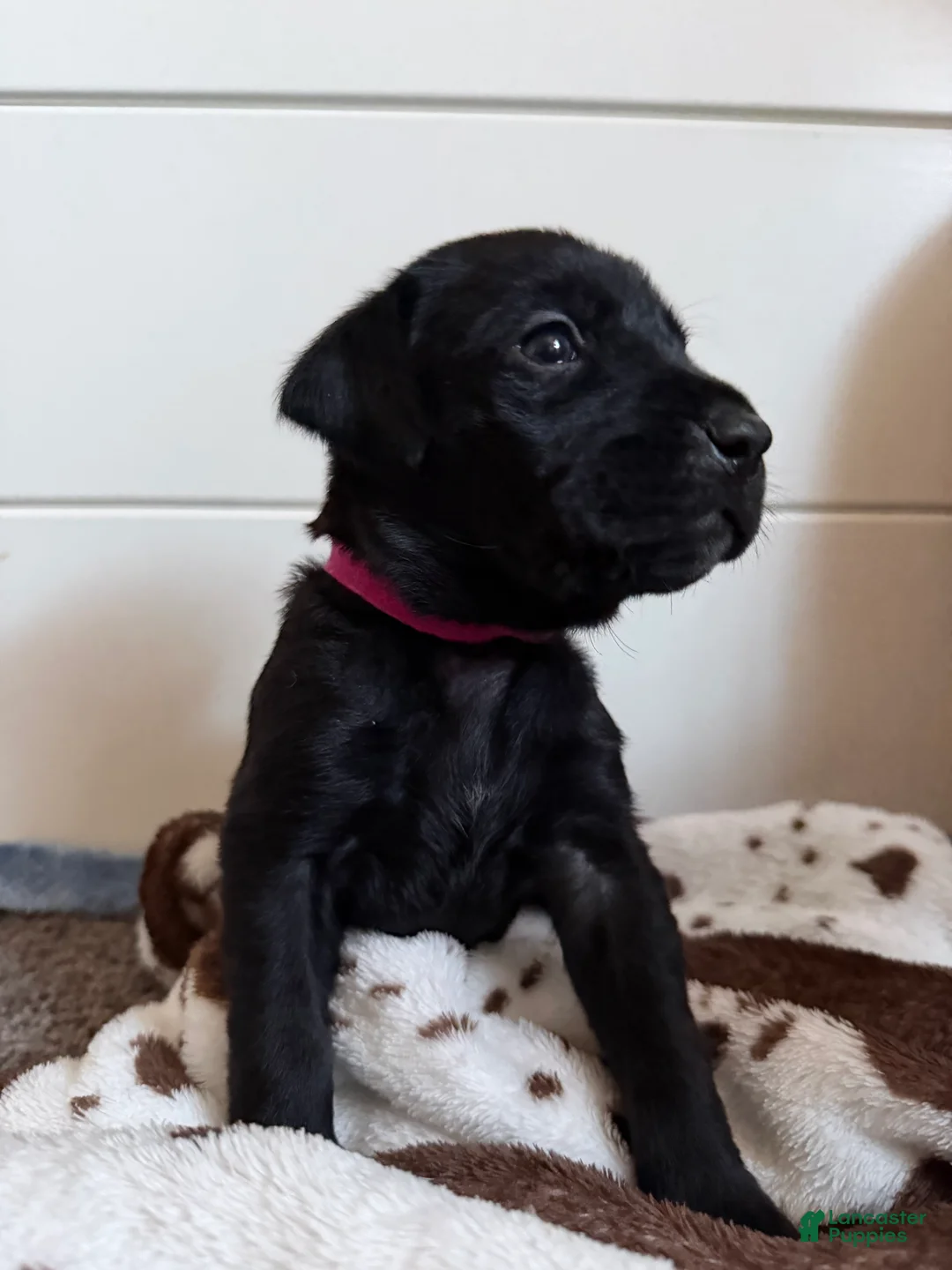 Mixed Breed dogs for sale: Mixed Breed 8 - Ad 1