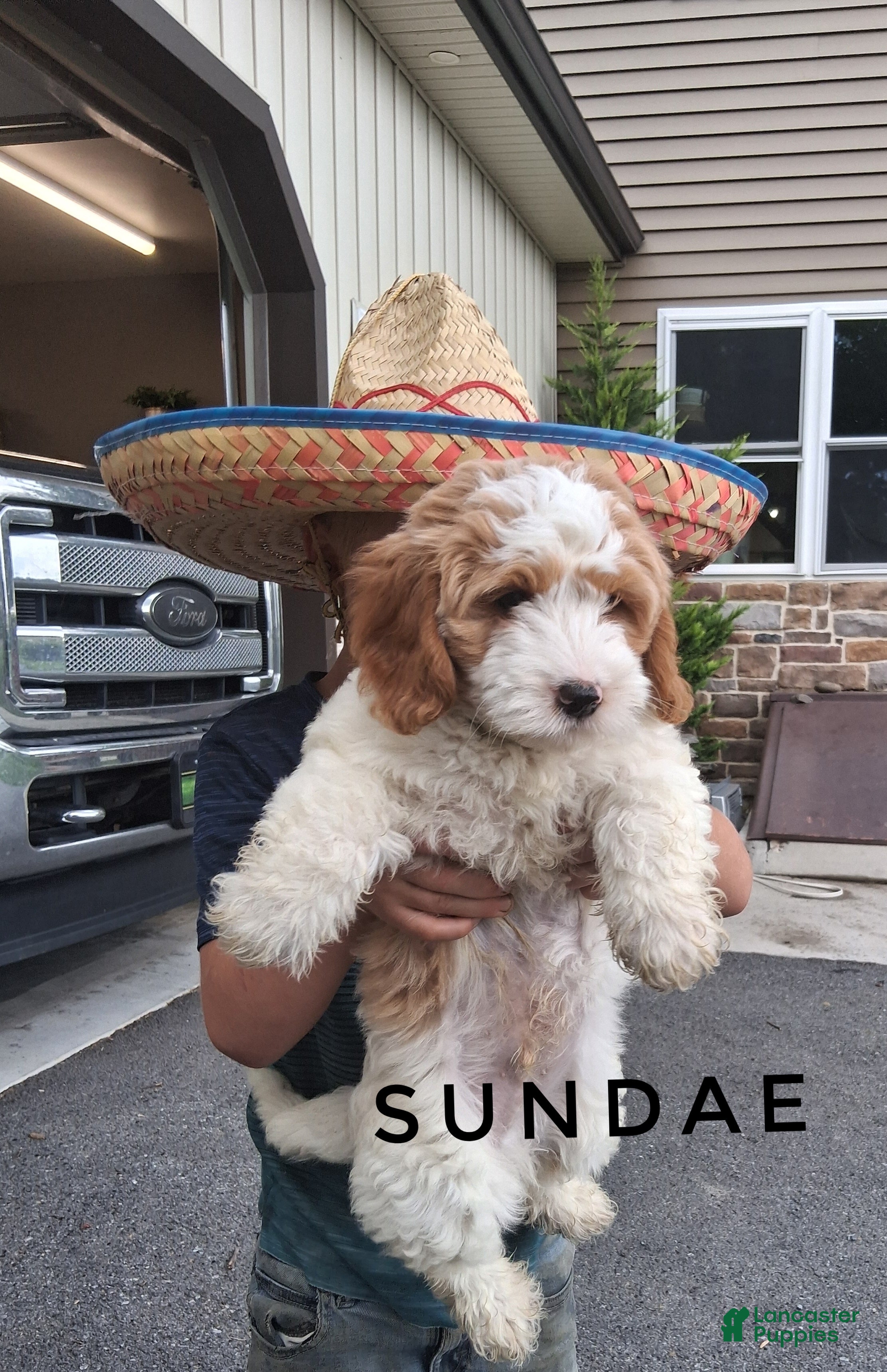 Cavapoo dogs Sundae - Ad 2