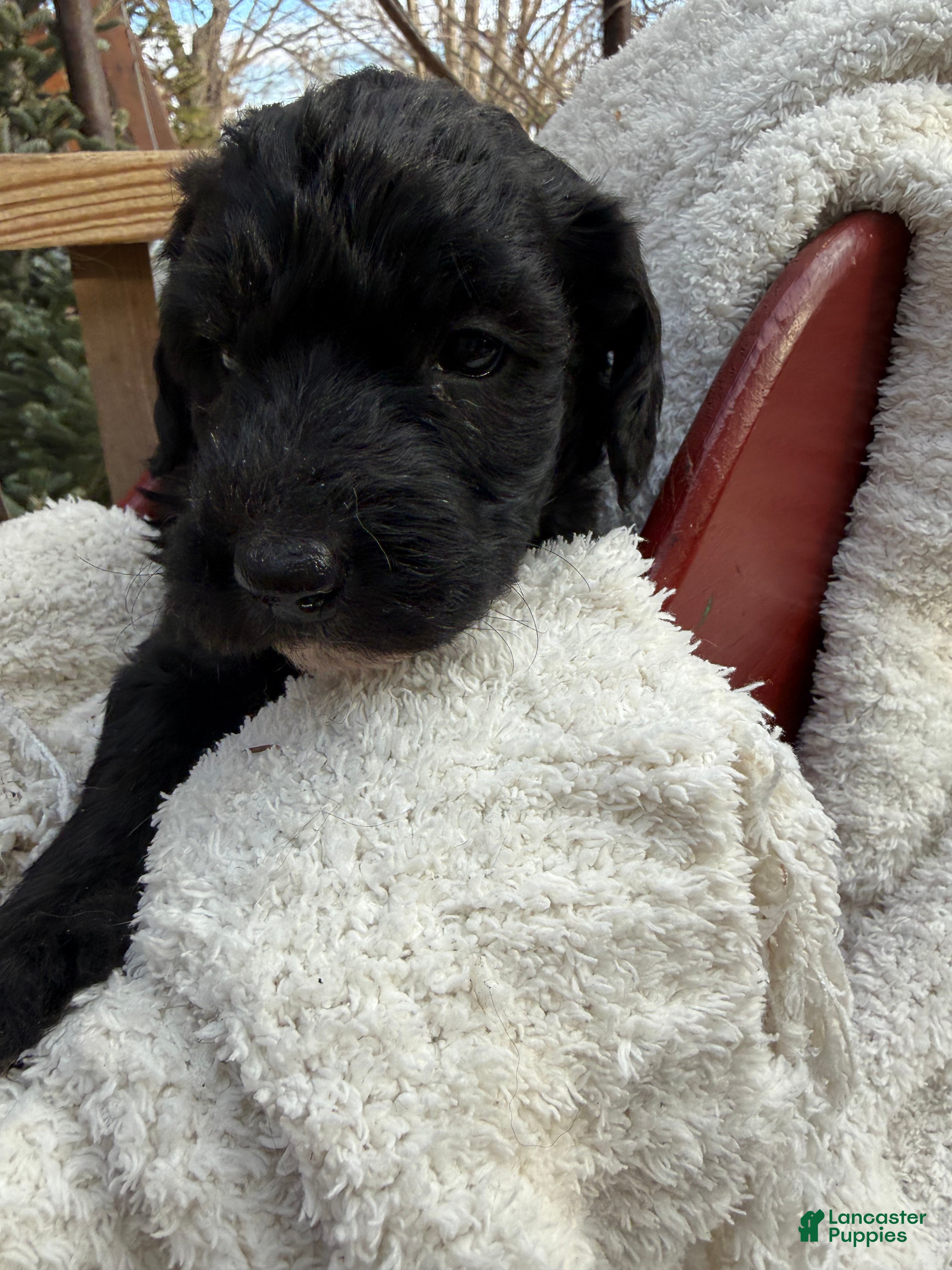 Mixed Breed dogs Charcoal - Ad 1