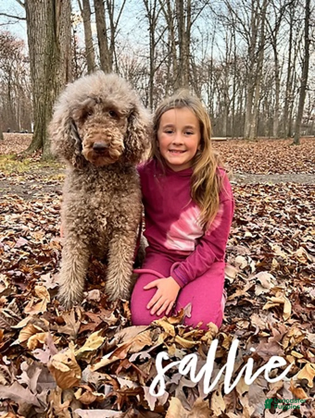 Standard Poodle dogs for sale: Fawn - AKC - Ad 2