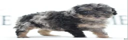 Toy Poodle dogs for sale: Luna - Ad 12