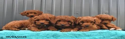 Cavapoo dogs for sale: Daisy - Ad 5
