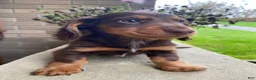 Miniature Dachshund dogs for sale: Browny - Ad 8