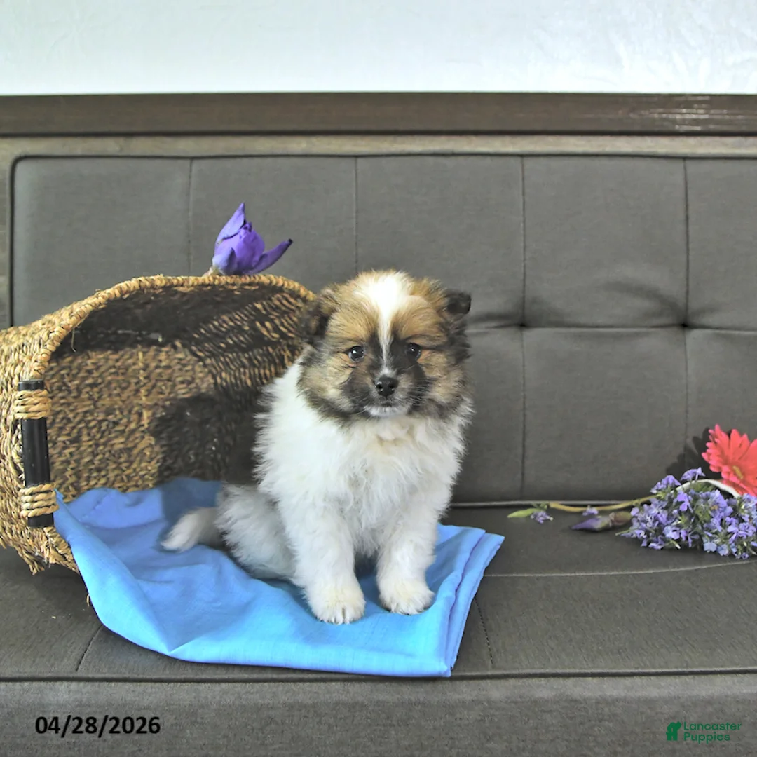 Pomeranian dogs for sale: Trent - Ad 1