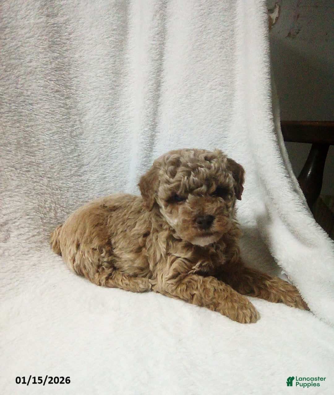 Toy Poodle dogs for sale: Elmo - Ad 4