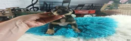 Chihuahua dogs for sale: Autumns blk tan boy. Hand Delivery  - Ad 6
