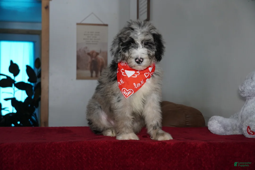 Sheepadoodle dogs for sale: Aspen - Ad 5