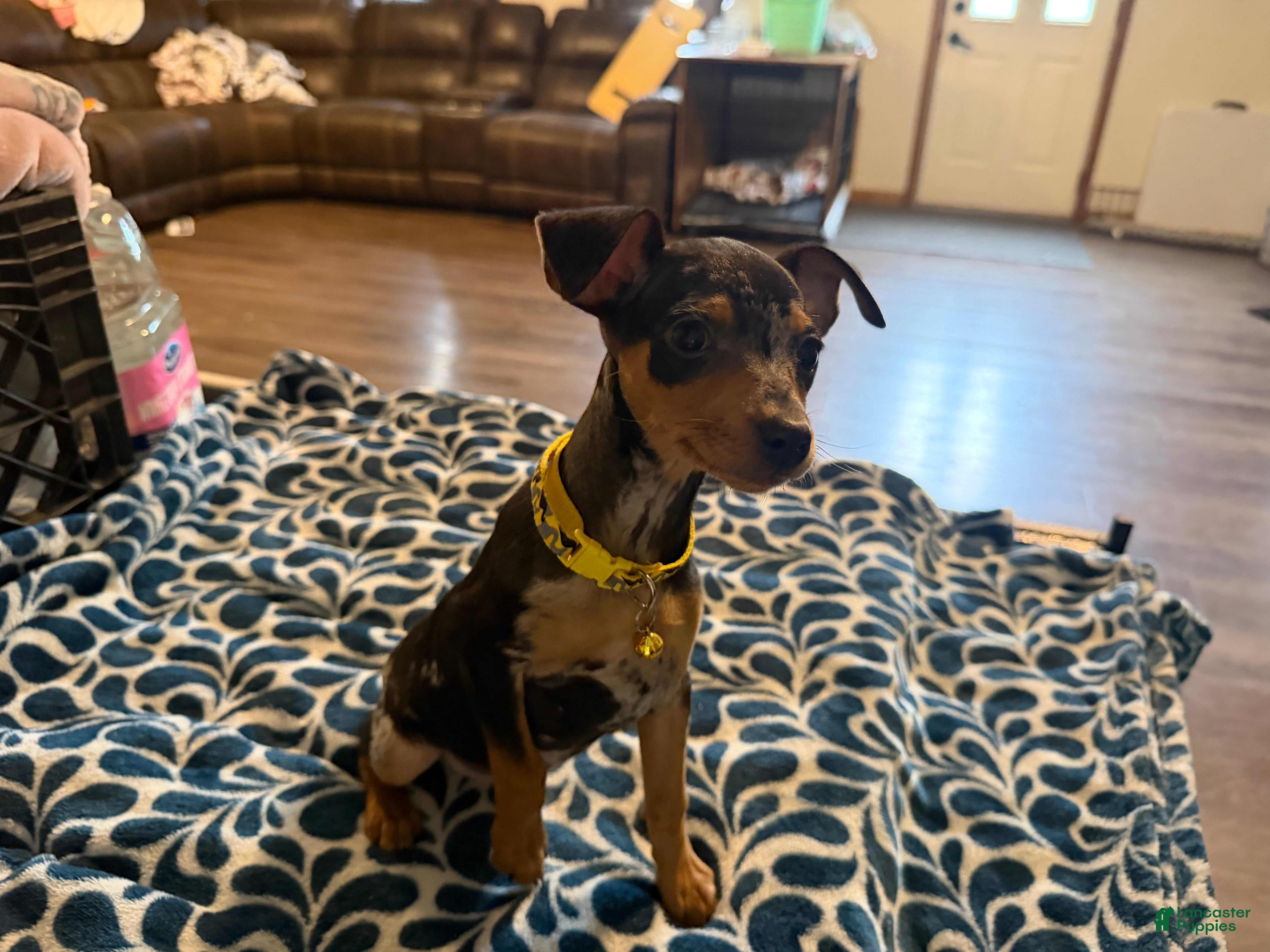 Miniature Pinscher dogs Miniature Pinscher Puppy 3 - Ad 18