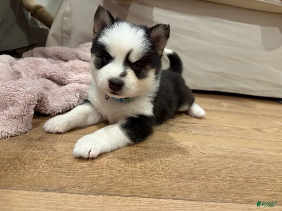 Pomsky dogs for sale: Vine - Ad 1