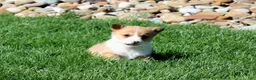 Welsh Corgi Pembroke dogs for sale: Denver - Ad 8