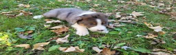 Mixed Breed dogs for sale: Daisy  - Ad 3