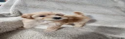 Pomapoo dogs for sale: Daisy - Ad 2