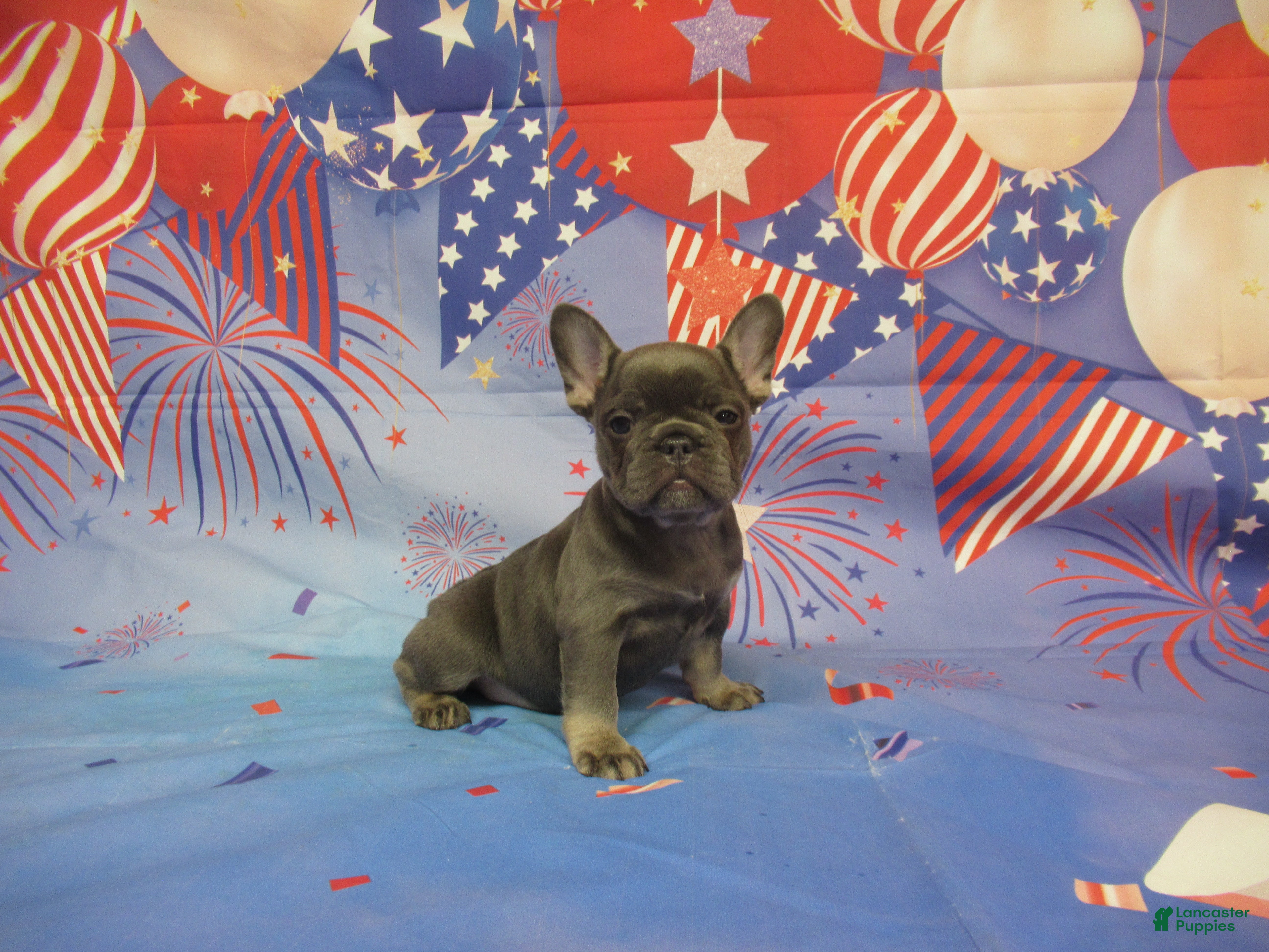 French Bulldog dogs AKC Lavender - Ad 15