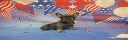 French Bulldog dogs for sale: AKC Lavender - Ad 1
