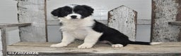 Border Collie dogs for sale: Gracie - Ad 4