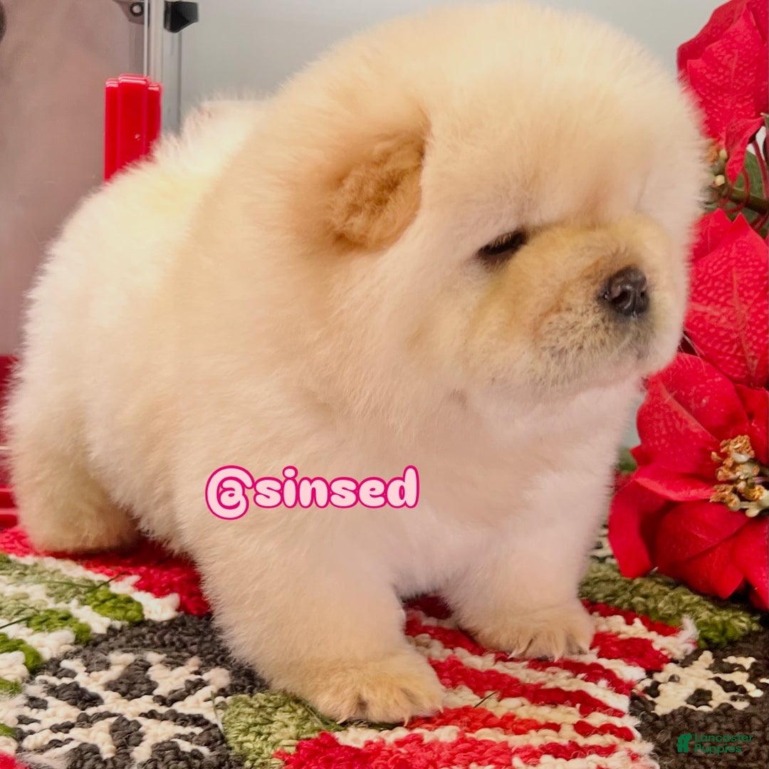 Chow Chow dogs for sale: Noel - Ad 14
