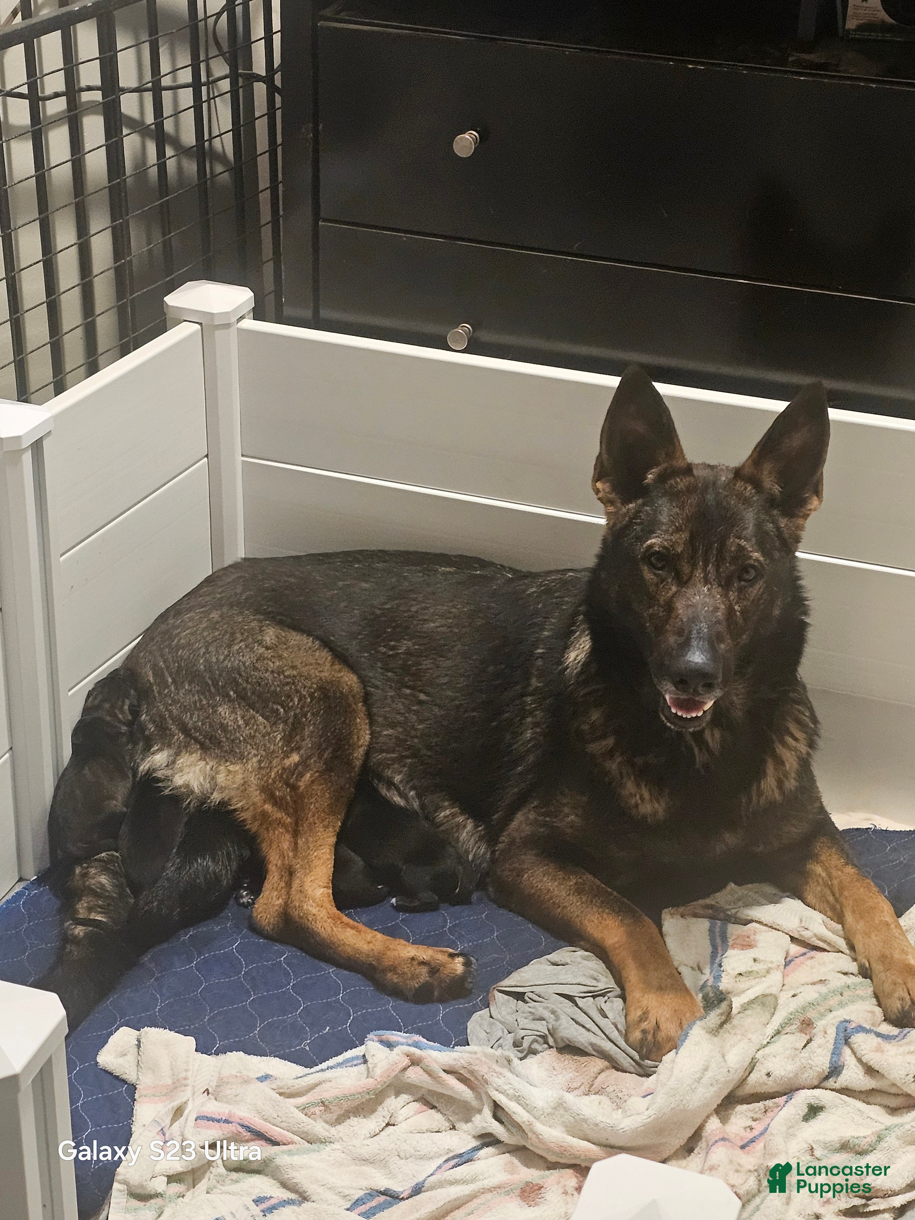 German Shepherd dogs for sale: Currently known as Pink collar - Ad 2