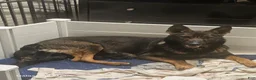 German Shepherd dogs for sale: Currently known as Pink collar - Ad 2