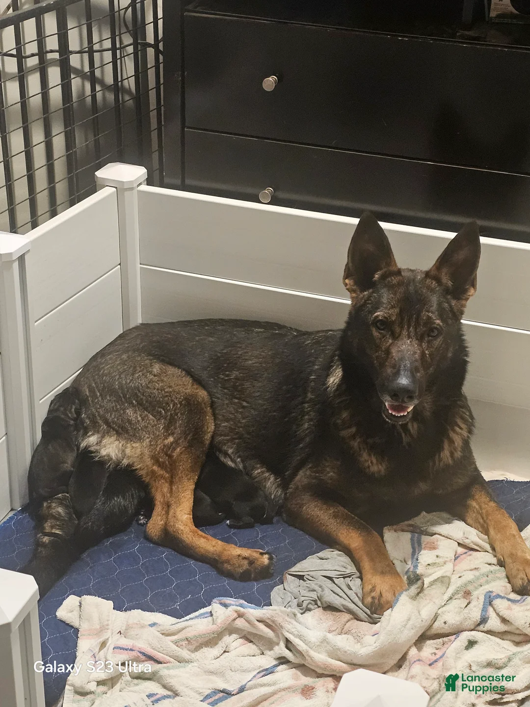 German Shepherd dogs for sale: Currently known as Pink collar - Ad 2