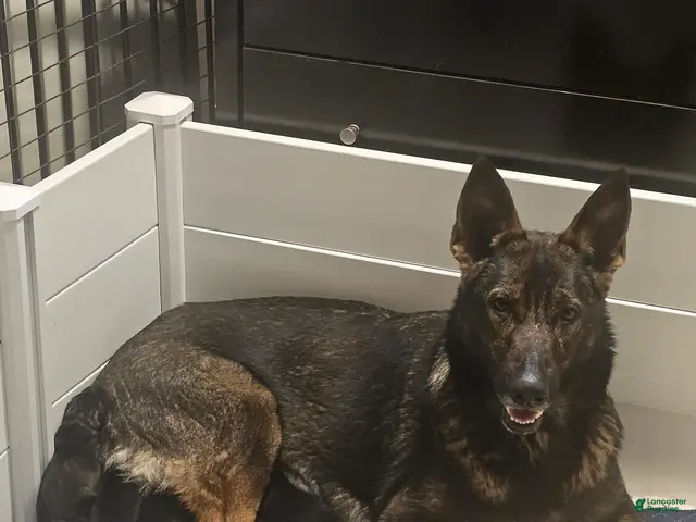 German Shepherd dogs for sale: Currently known as Pink collar - Ad 2