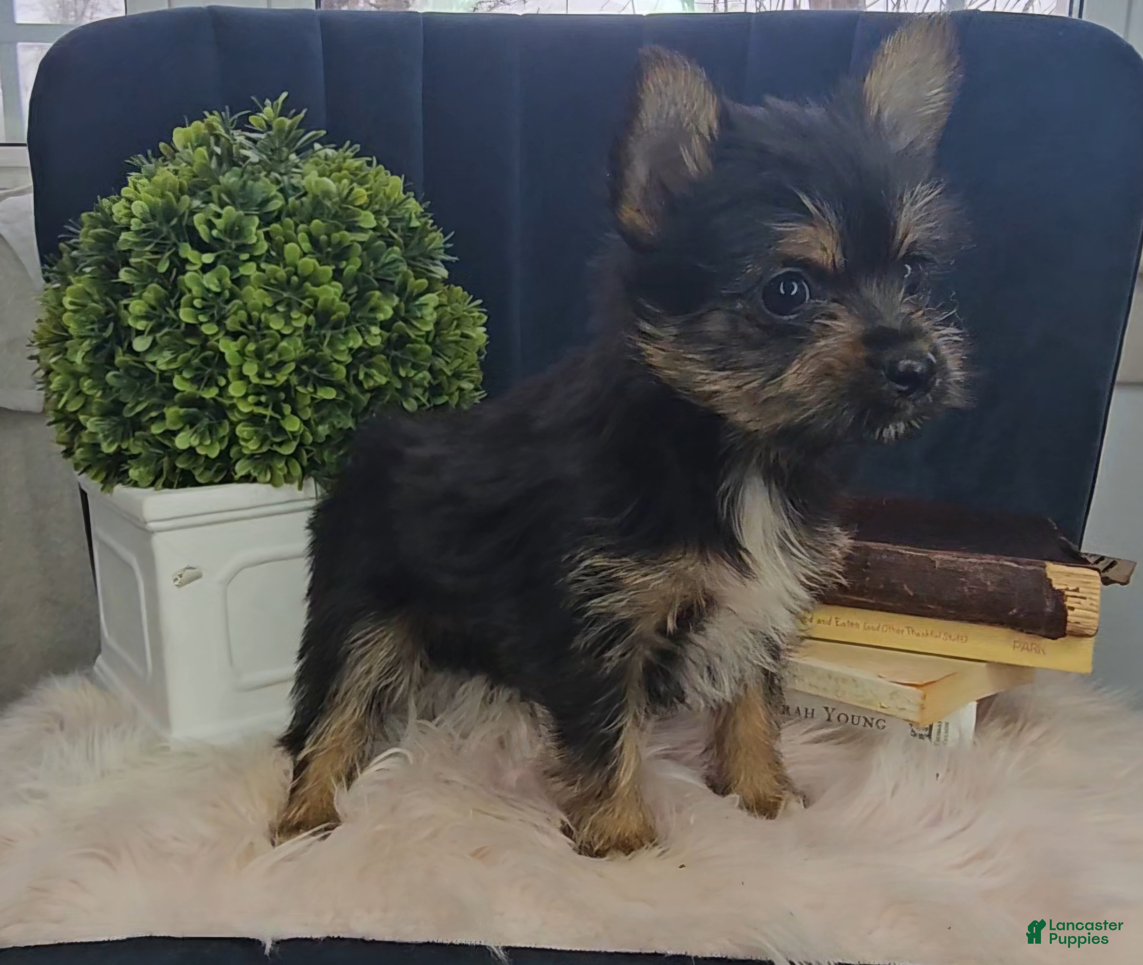 Mixed Breed dogs Lolly - Ad 38