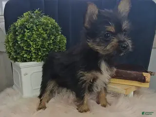 Mixed Breed dogs Lolly - Ad 38