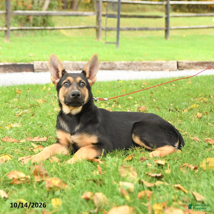 German Shepherd dogs Nutmeg - Ad 1