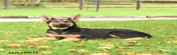 German Shepherd dogs for sale: Nutmeg - Ad 1