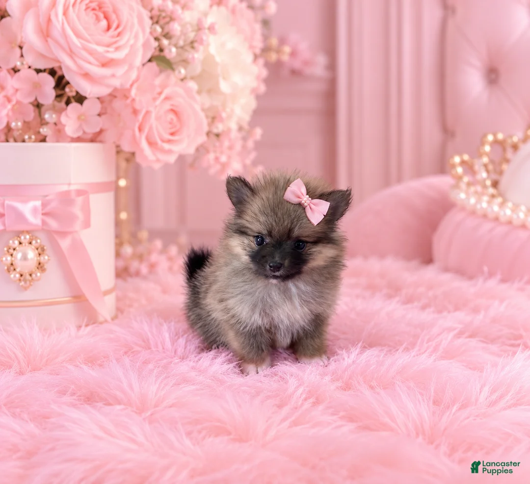 Pomeranian dogs for sale: Teacup Pomeranian 1 - Ad 2