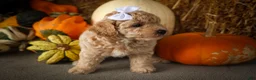 Miniature Poodle dogs for sale: Jenson ✨ - Ad 13