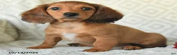 Miniature Dachshund dogs for sale: DeeDee - Ad 5