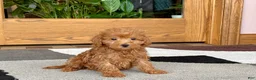 Maltipoo dogs for sale: Kyla - Ad 4