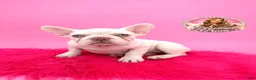 French Bulldog dogs for sale: Brooklyn 💝 - Ad 3