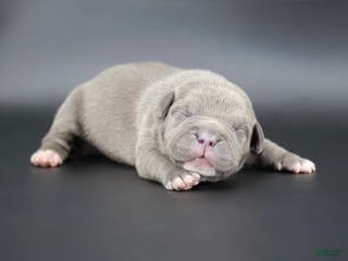 American Bully dogs Unity - Ad 39