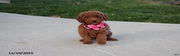 Toy Poodle dogs for sale: Pearl - Ad 1