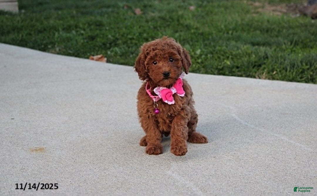 Toy Poodle dogs for sale: Pearl - Ad 1