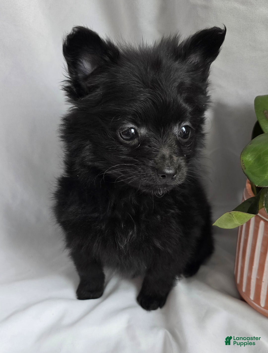 Pomapoo dogs for sale: Pomapoo Puppy 4 - Ad 1