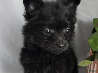 Pomapoo dogs Pomapoo Puppy 4 - Ad 14