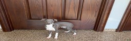 Italian Greyhound dogs for sale: Noah - Ad 4