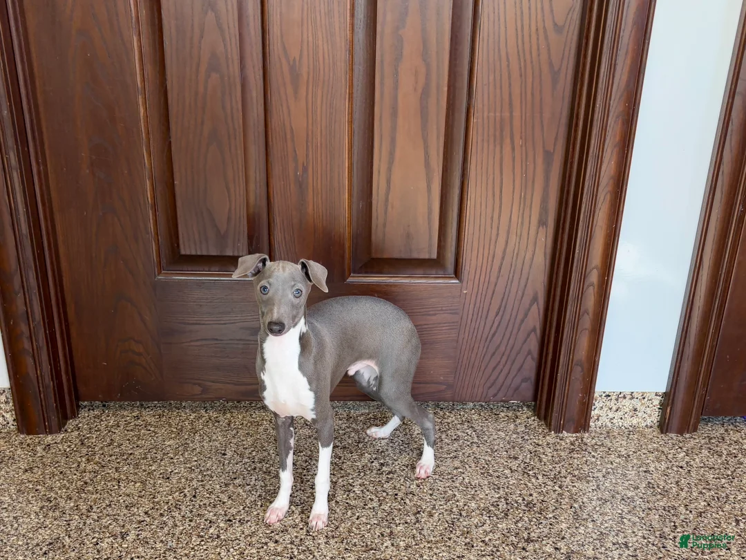 Italian Greyhound dogs for sale: Noah - Ad 4