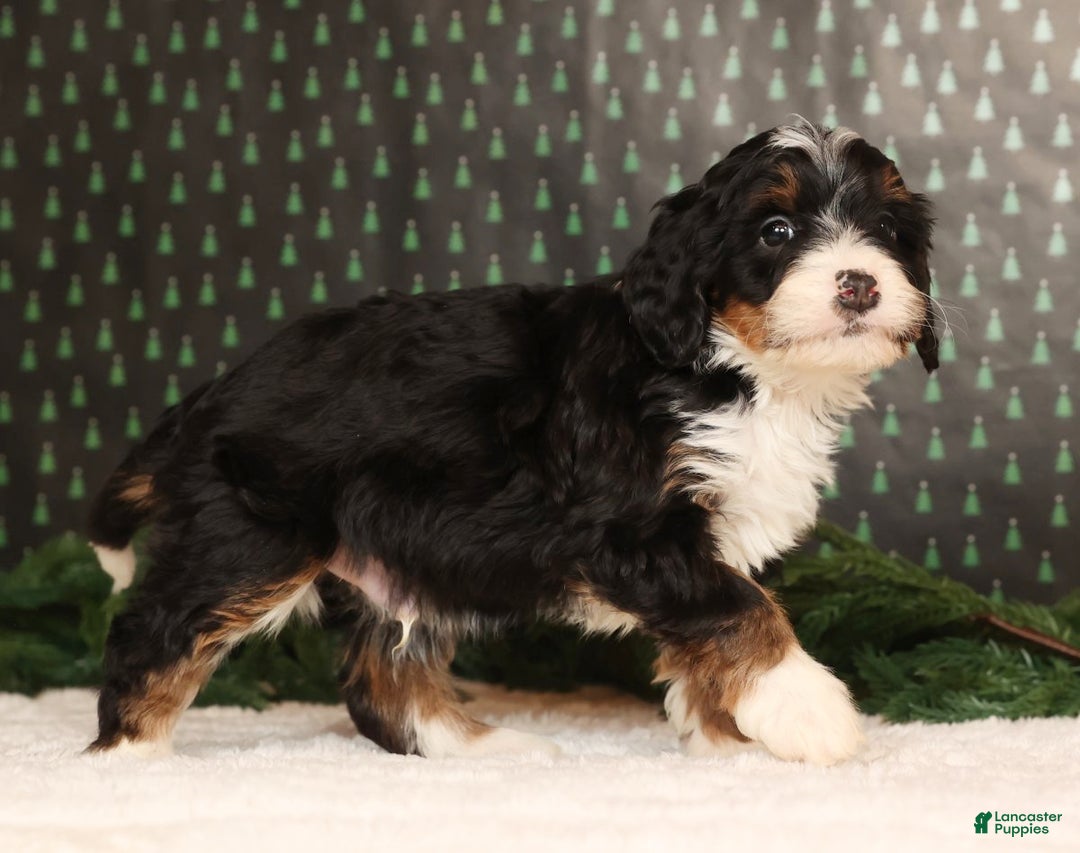 Mini Bernedoodle dogs for sale: Blazer - Ad 5