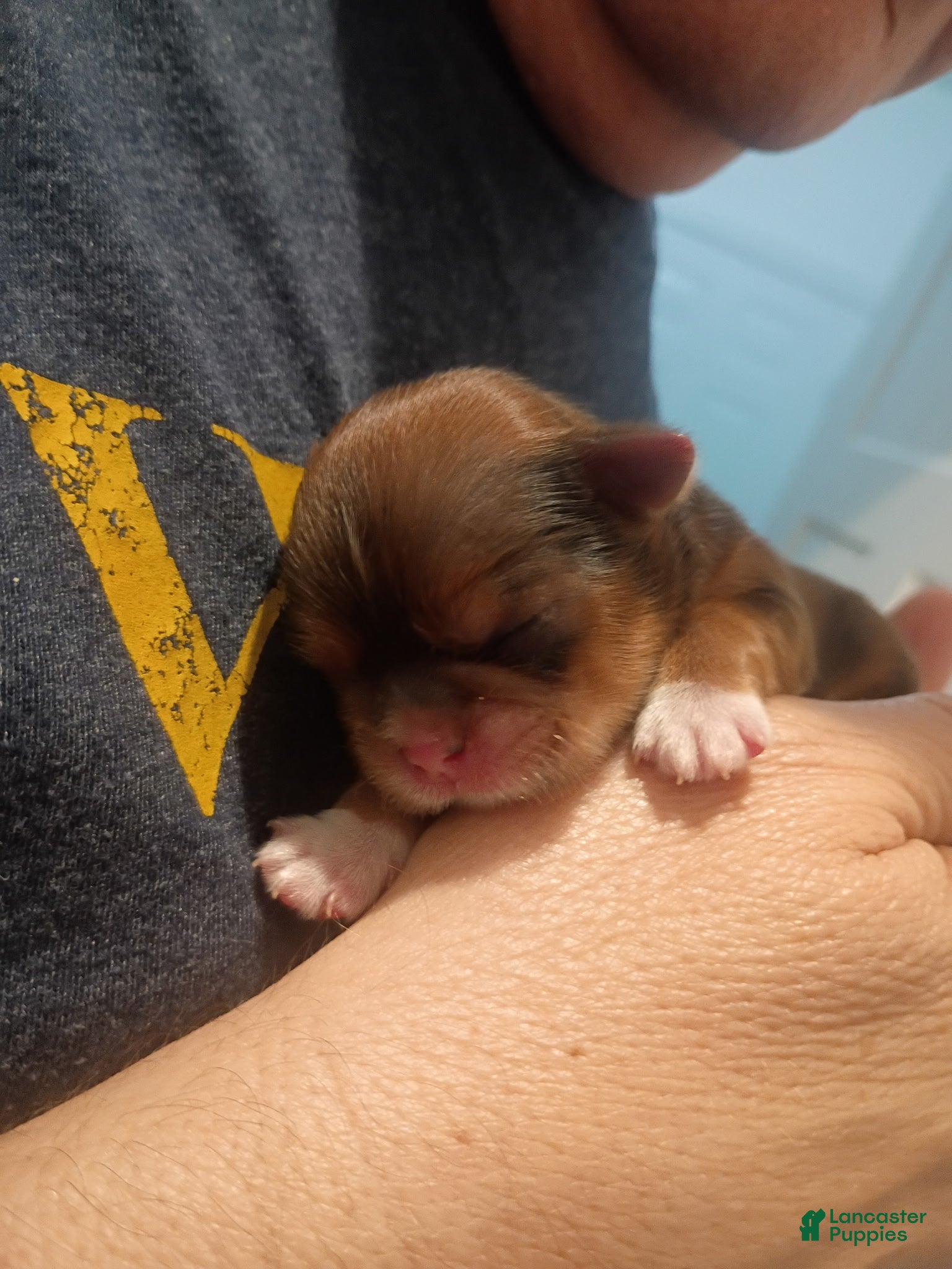 Shih Tzu dogs Boy - Ad 2
