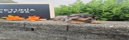 Miniature Dachshund dogs for sale: Petunia - Ad 9